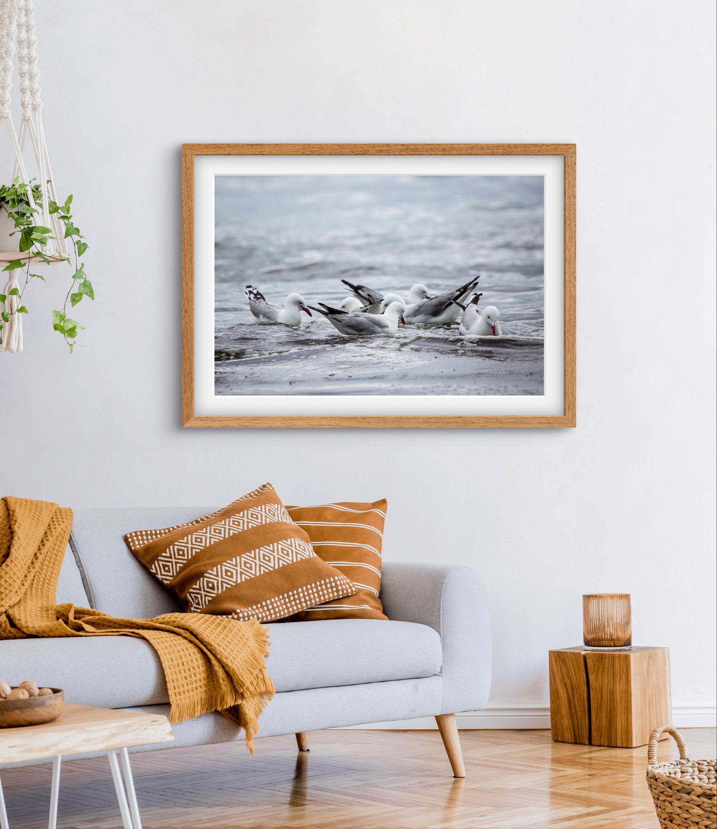Silver Gulls